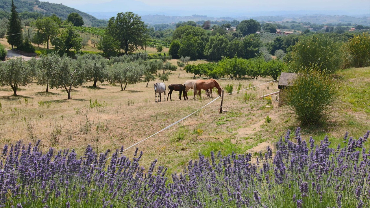 Photo of Others in Casperia