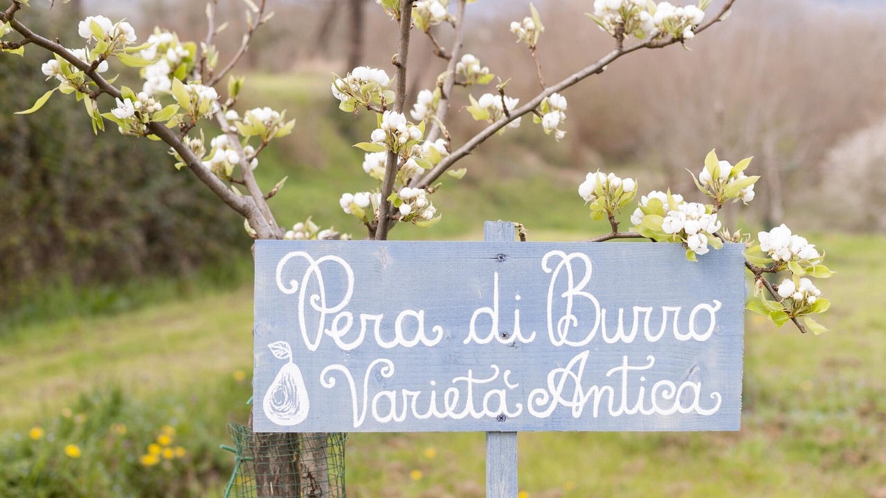Photo of Outdoor in Monte San Savino