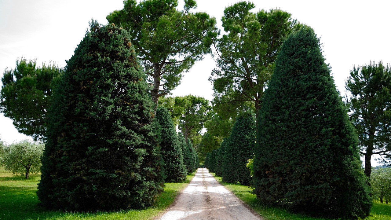 Photo of Outdoor in Diegaro
