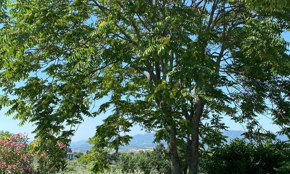 Photo of Outdoor in Montefalco