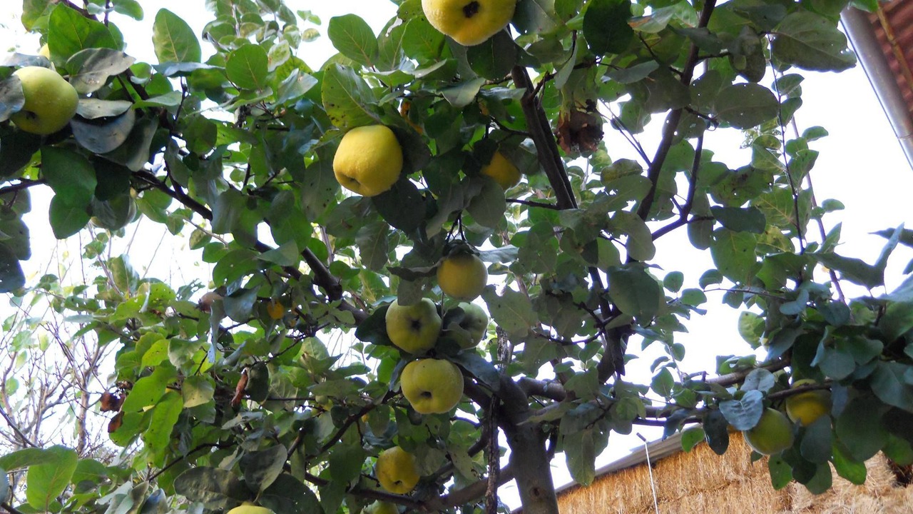 Photo of Outdoor in Preci