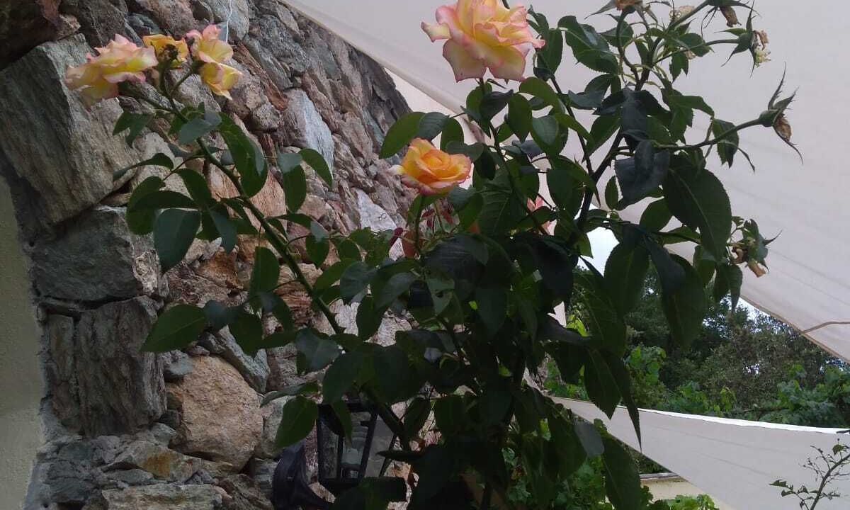 Photo of Outdoor in Vezzi Portio