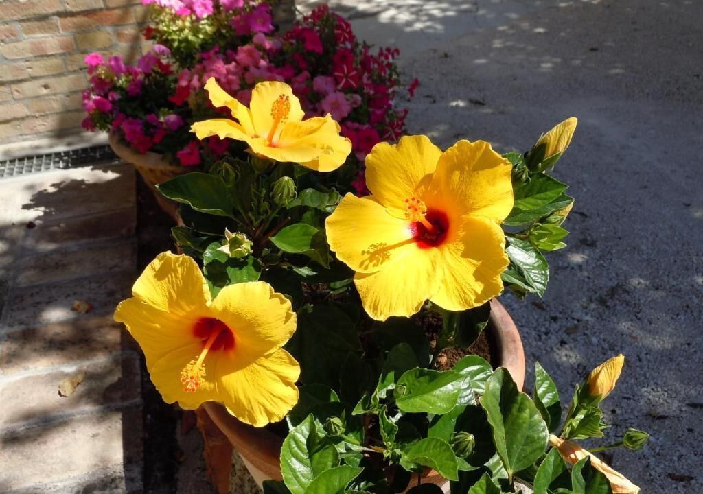 Photo of Outdoor in Montefalco