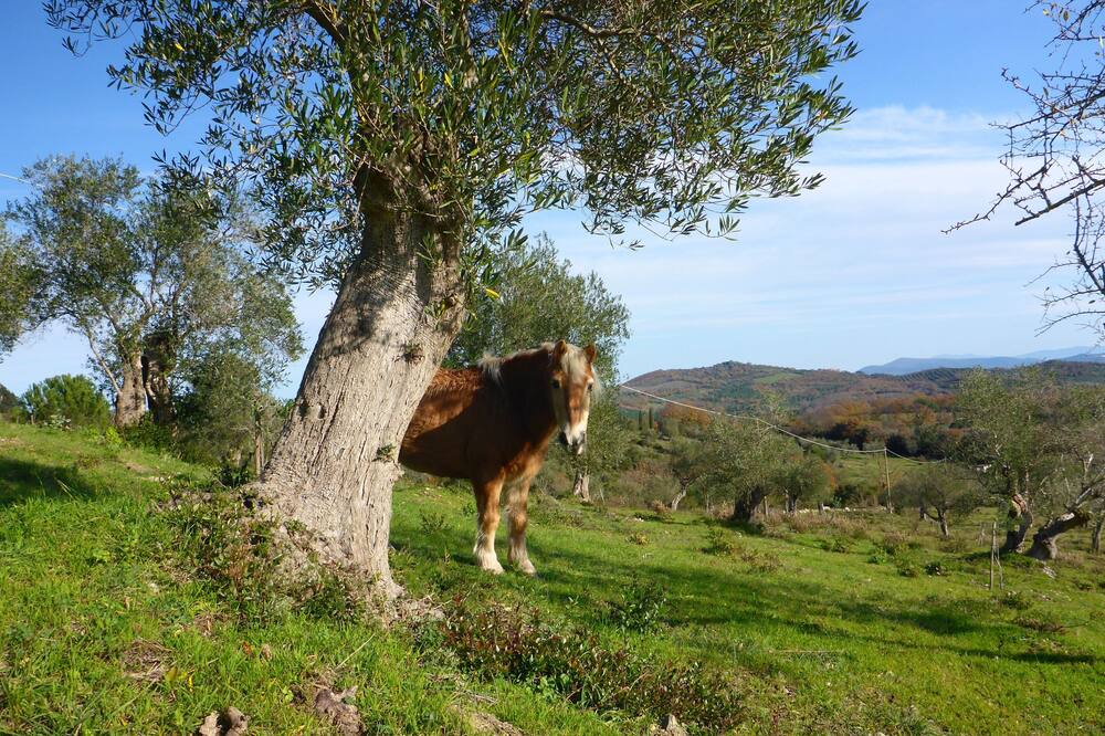 Photo of Outdoor in Gavorrano