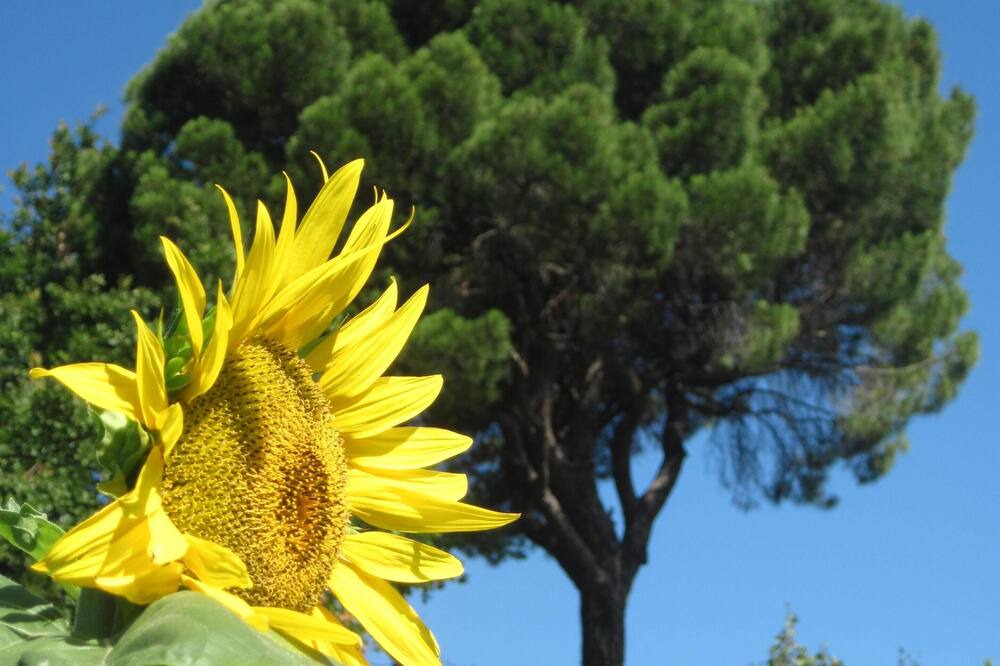 Photo of Outdoor in Faenza