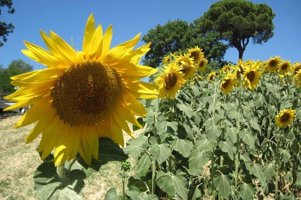 Photo of Outdoor in Faenza