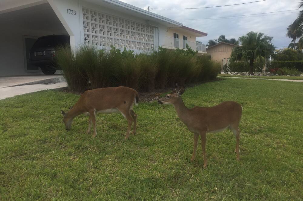 Photo of Outdoor in Tropical Bay Estates