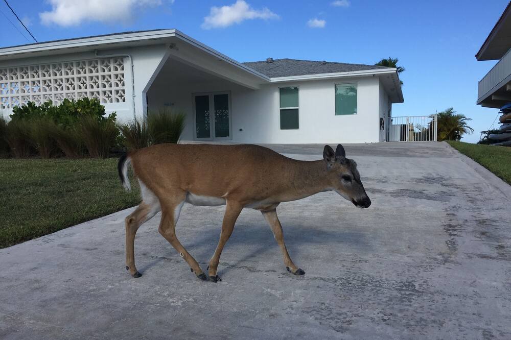Photo of Outdoor in Tropical Bay Estates