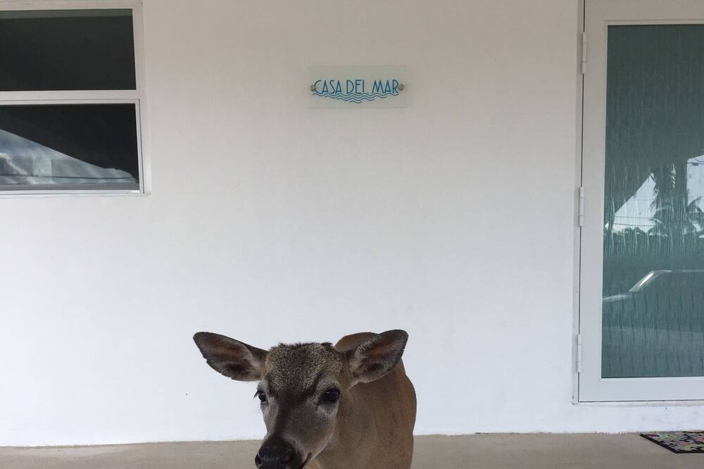 Photo of Others in Tropical Bay Estates