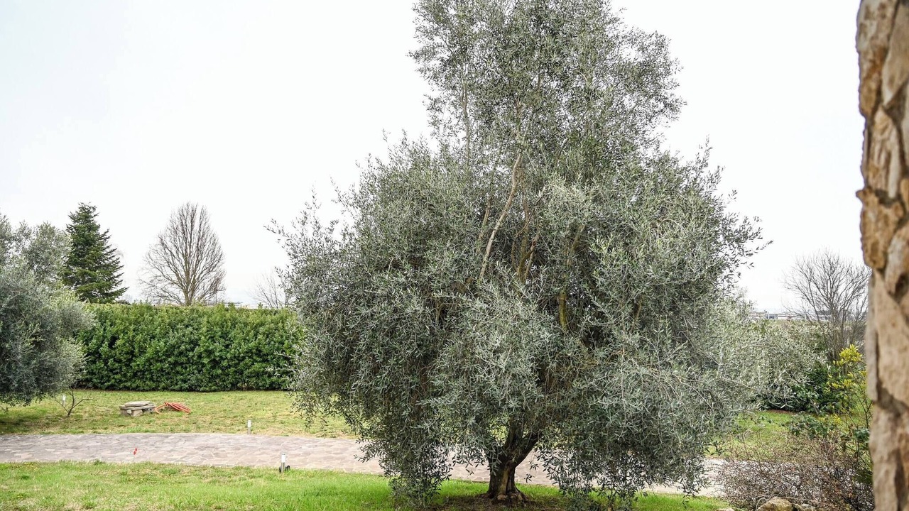Photo of Outdoor in Fiano Romano
