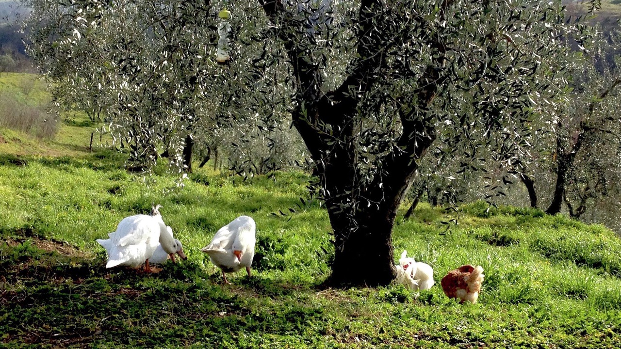 Photo of Outdoor in Graffignano
