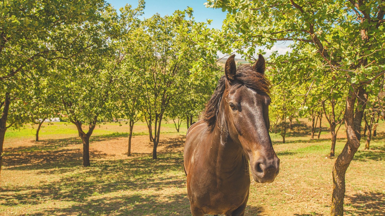 Photo of Outdoor in Tarquinia