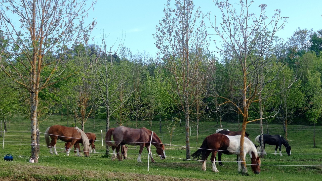 Photo of Outdoor in Santa Reparata