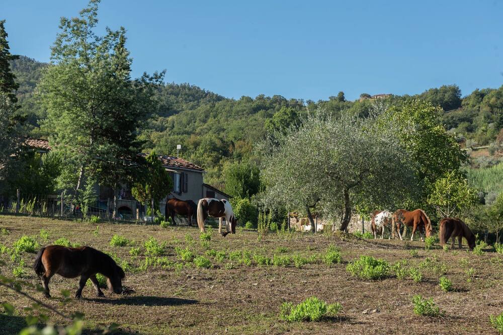 Photo of Others in Castelnuovo di Val di Cecina