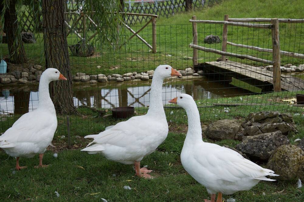 Photo of Others in Todi
