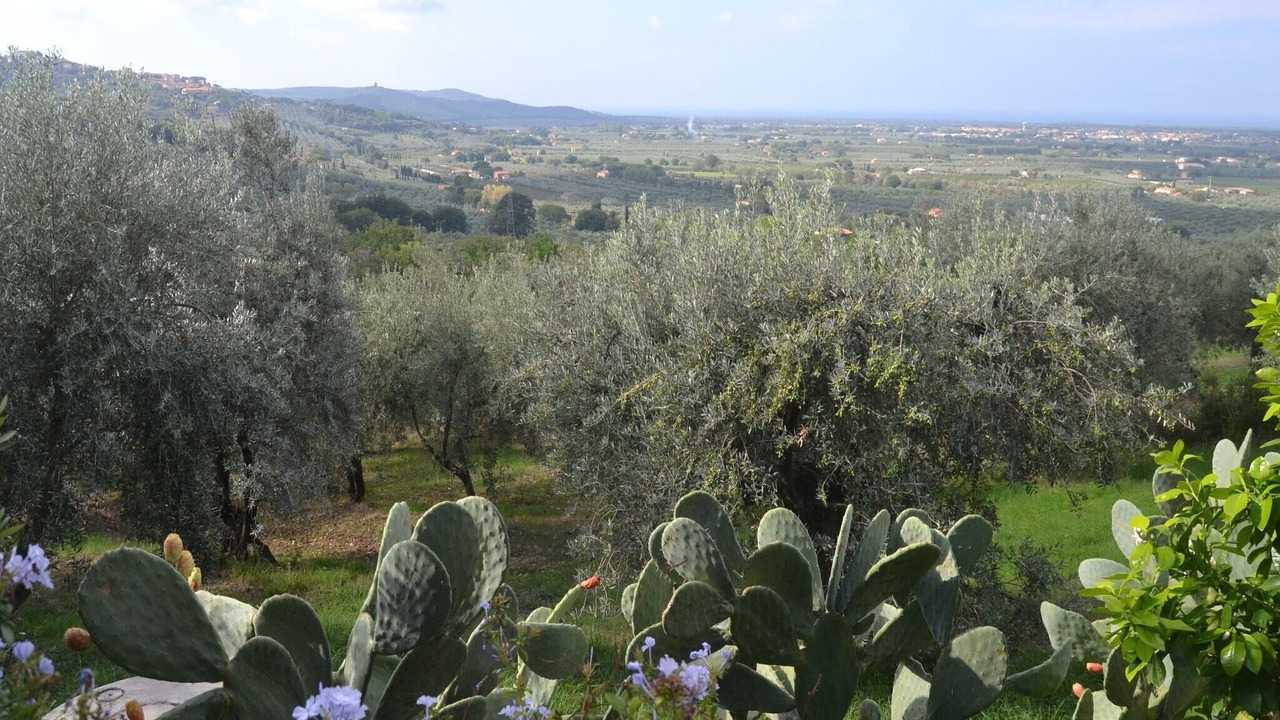 Photo of Others in Castagneto Carducci
