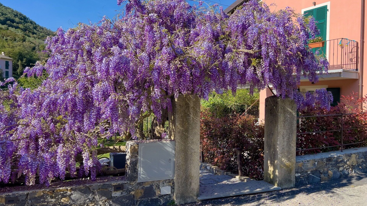 Photo of Outdoor in Levanto