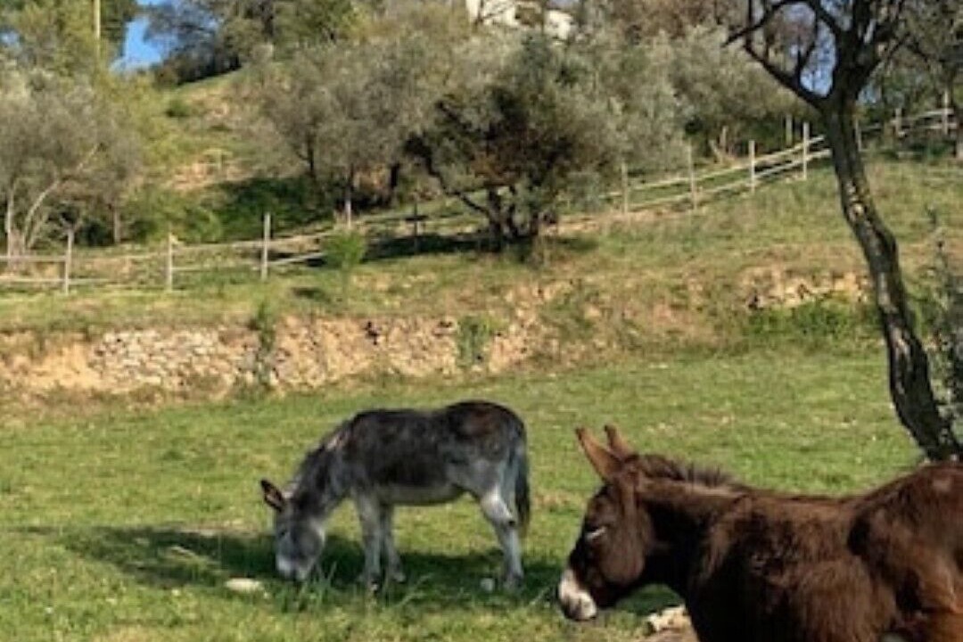 Photo of Outdoor in Monterotondo Marittimo
