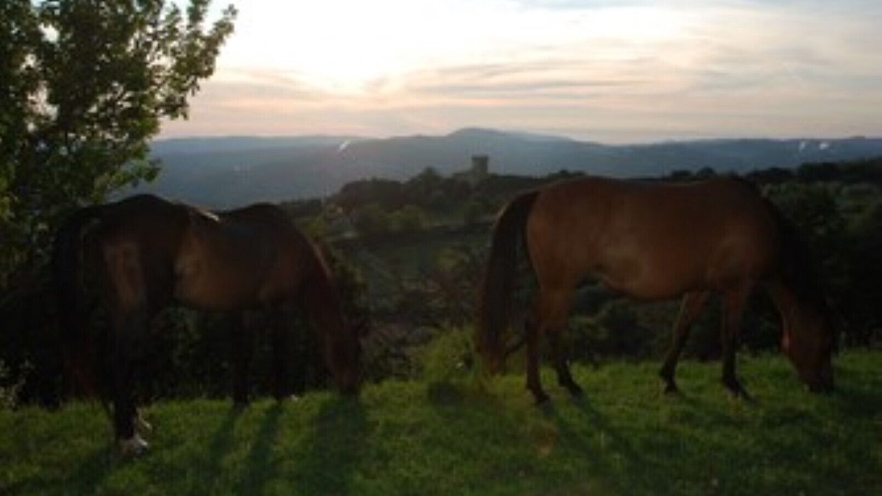 Photo of Others in Monterotondo Marittimo