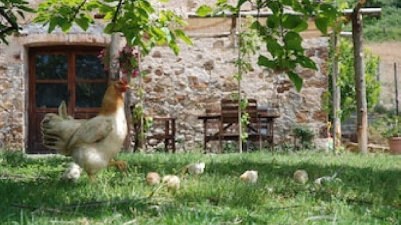 Photo of Outdoor in Monterotondo Marittimo