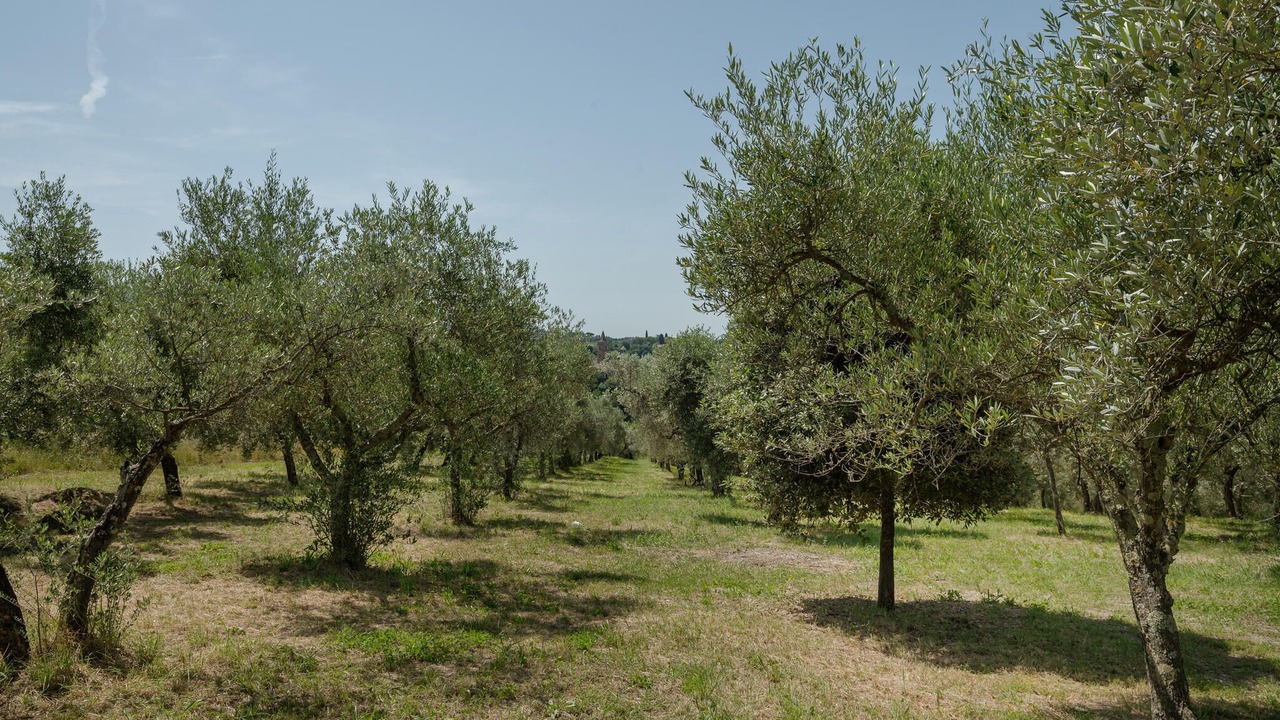 Photo of Others in Torri in Sabina