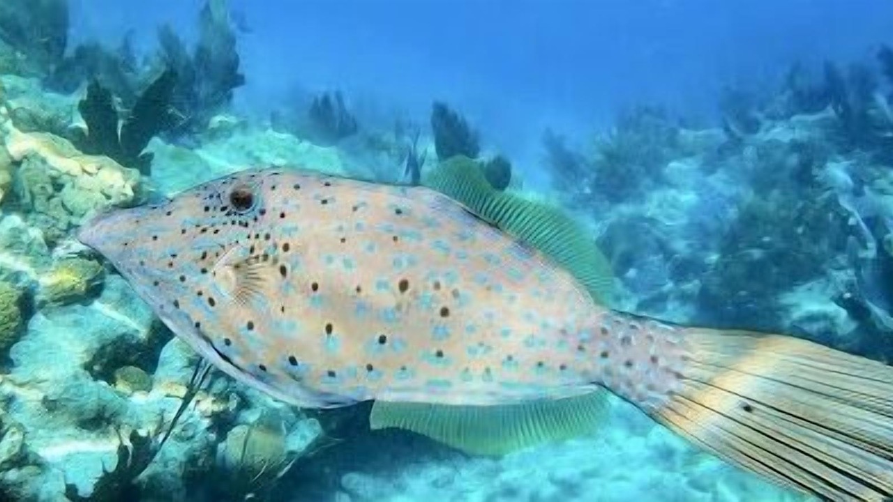 Photo of Others in Summerland Key