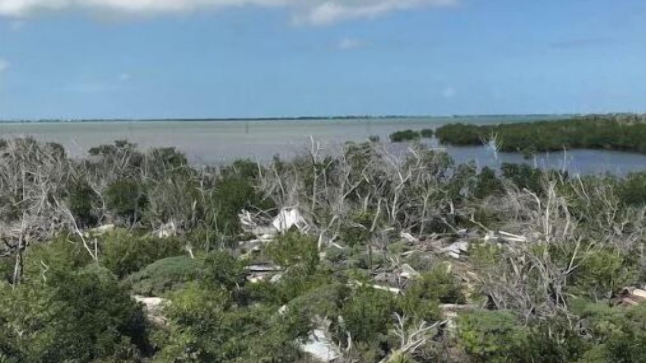 Photo of Others in Coupon Bight Aquatic Preserve