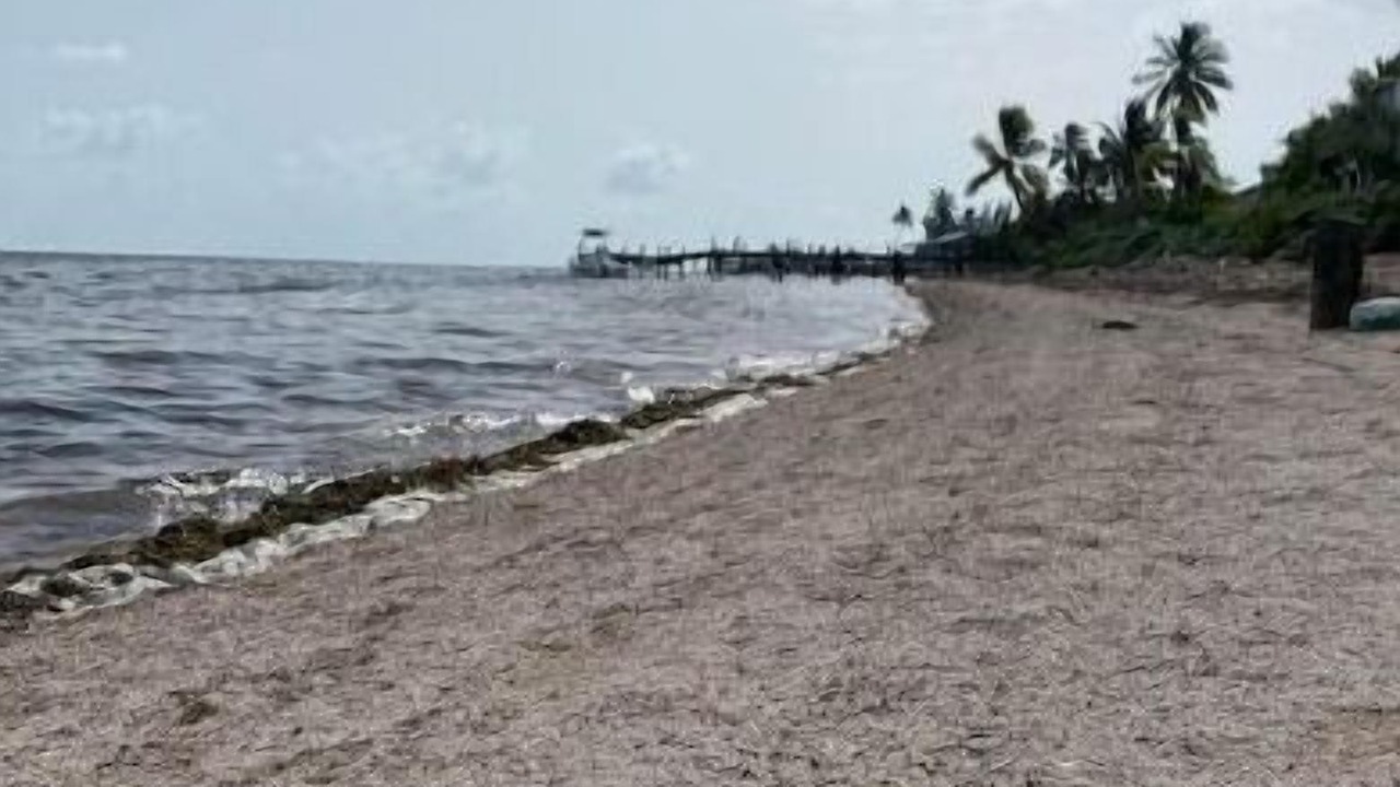 Photo of Others in Coupon Bight Aquatic Preserve