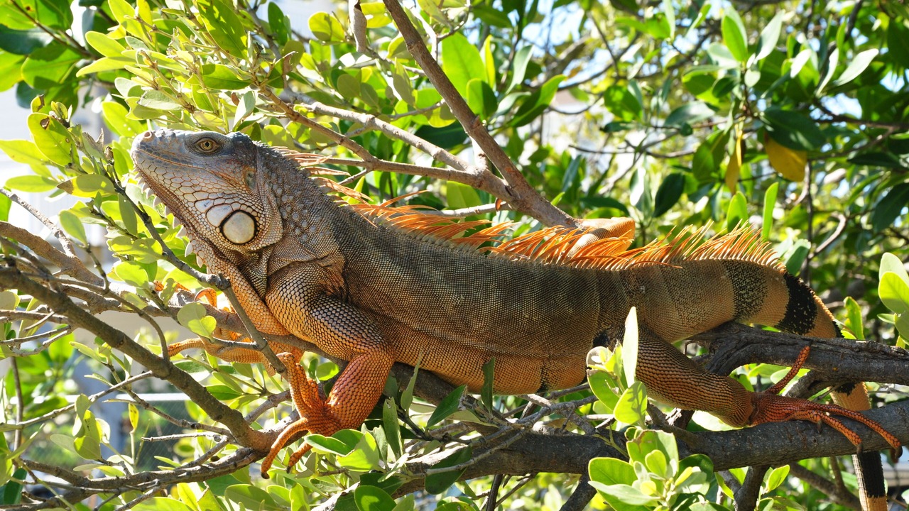 Photo of Outdoor in Key Largo