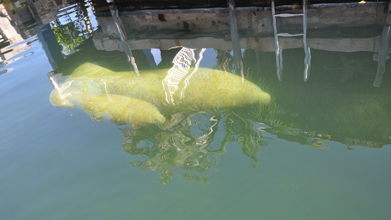 Photo of Outdoor in Key Largo