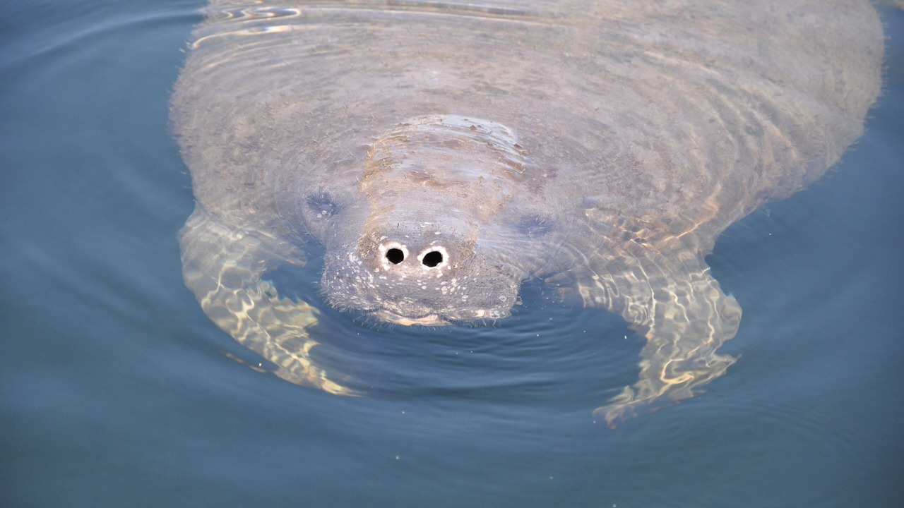 Photo of Others in Key Largo