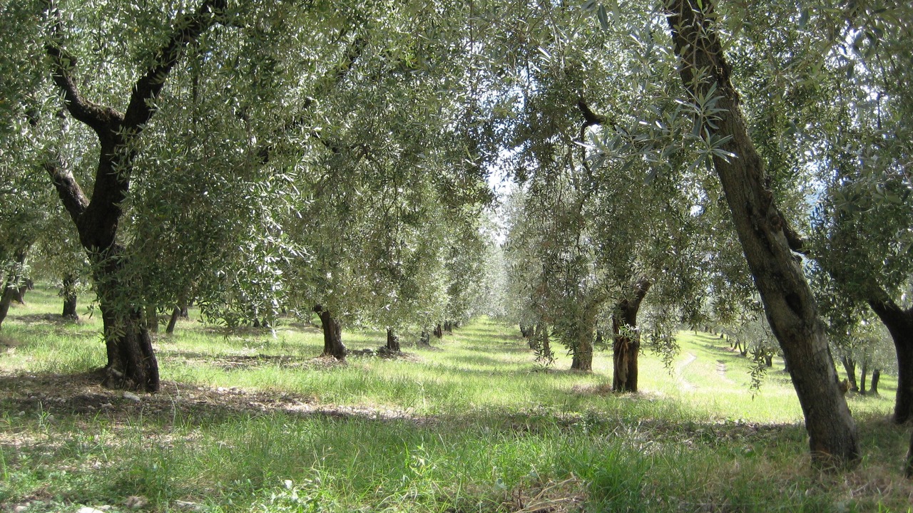Photo of Outdoor in Scandriglia