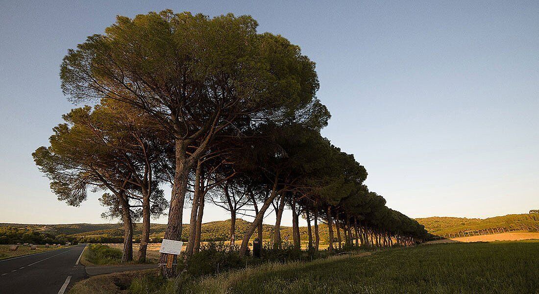 Photo of Outdoor in Monterotondo Marittimo