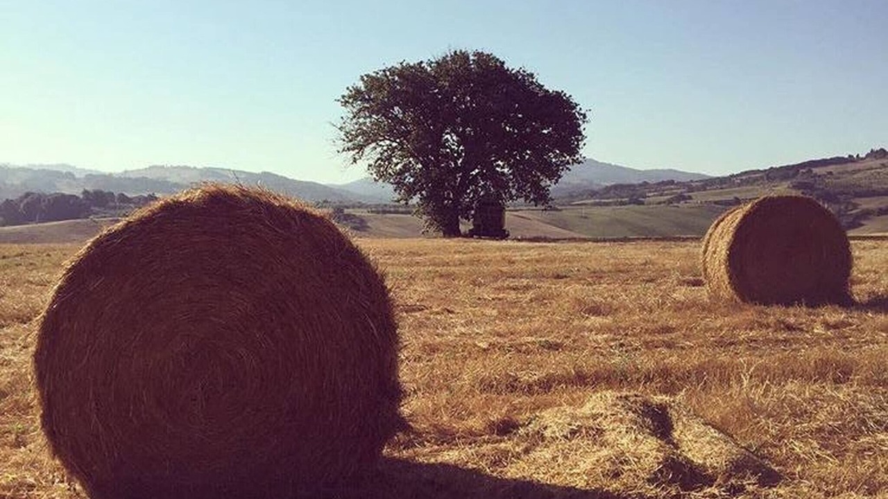 Photo of Outdoor in Micciano