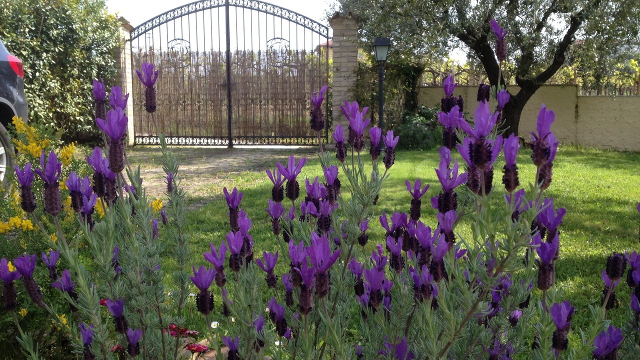 Photo of Outdoor in Tollo