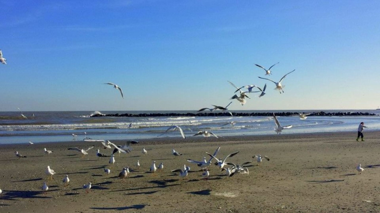 Photo of Others in Lido di Pomposa
