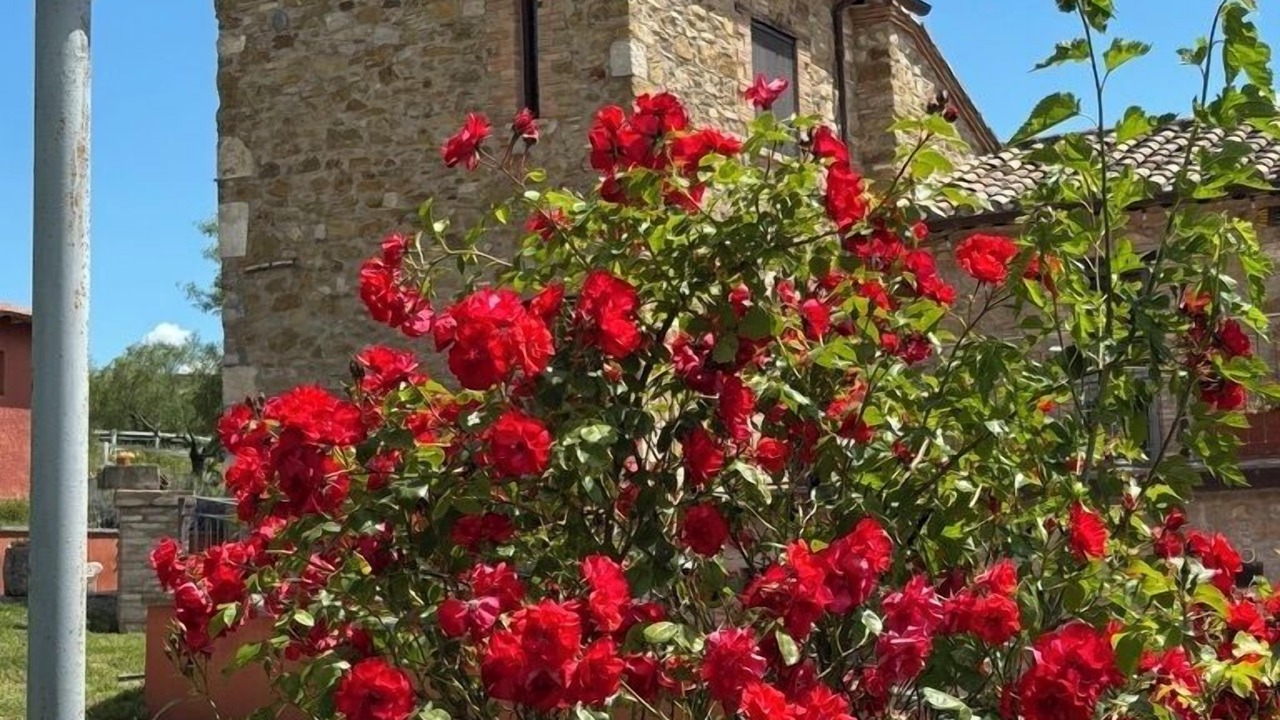 Photo of Outdoor in Magione