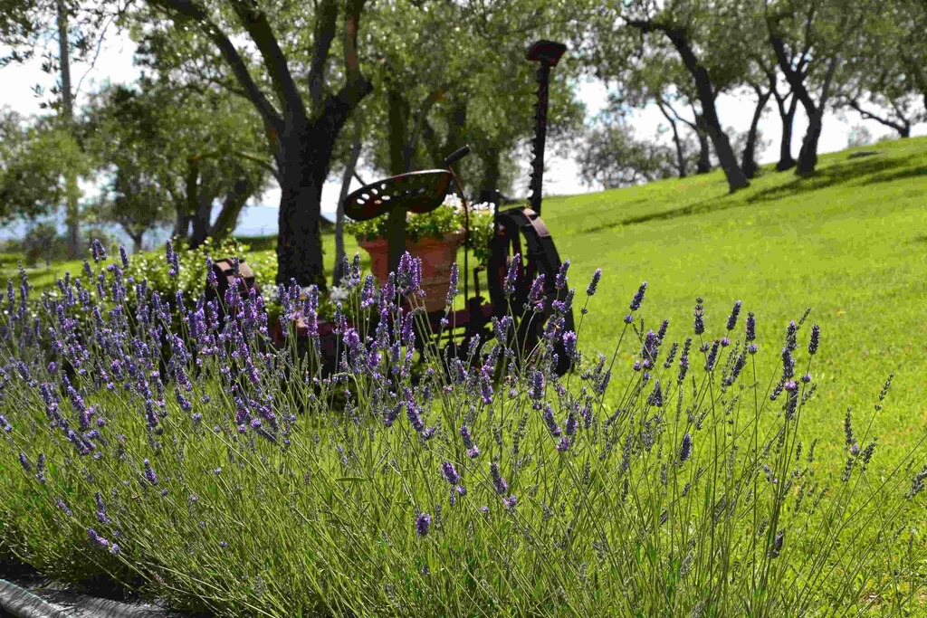 Photo of Outdoor in Collazzone