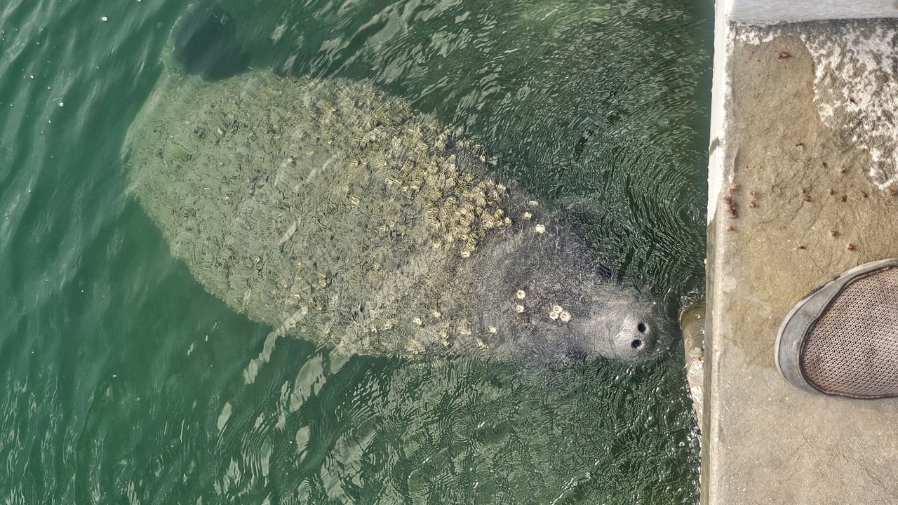Photo of Others in Tavernier