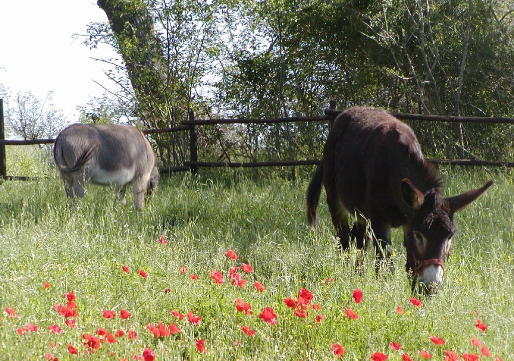 Photo of Outdoor in Marsciano