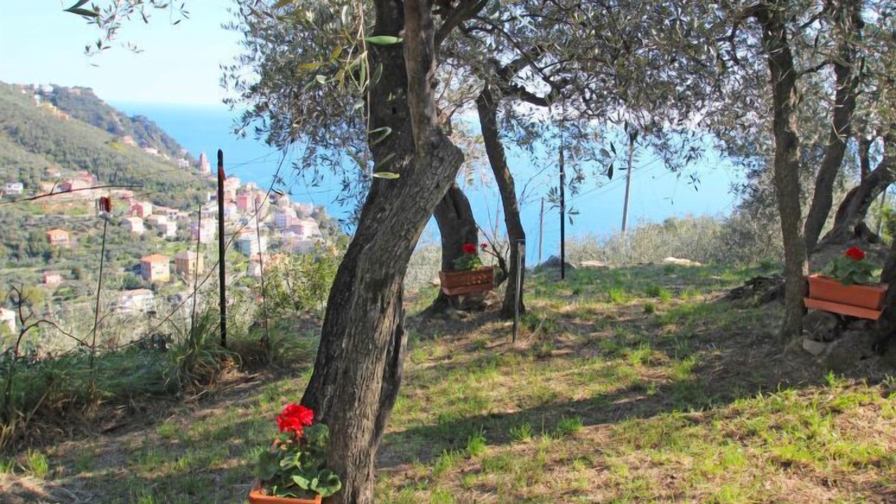 Photo of Others in Zoagli
