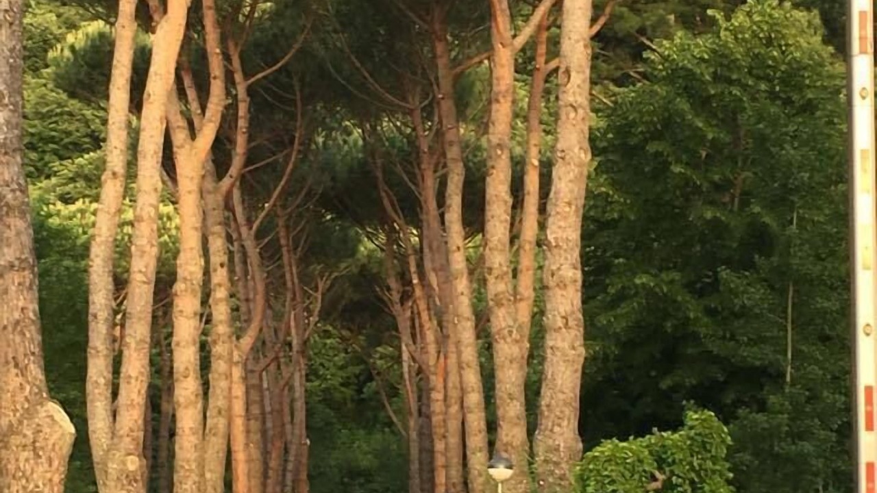 Photo of Outdoor in Montefiascone