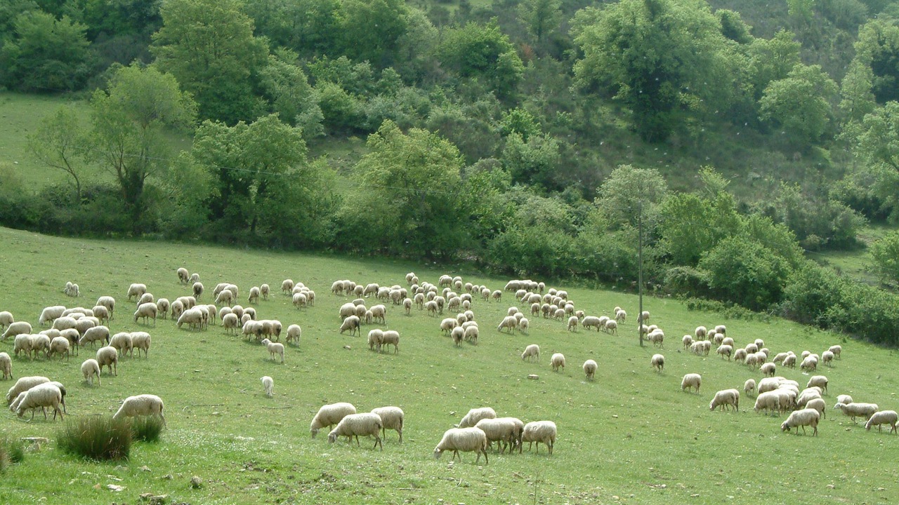 Photo of Others in Acquapendente