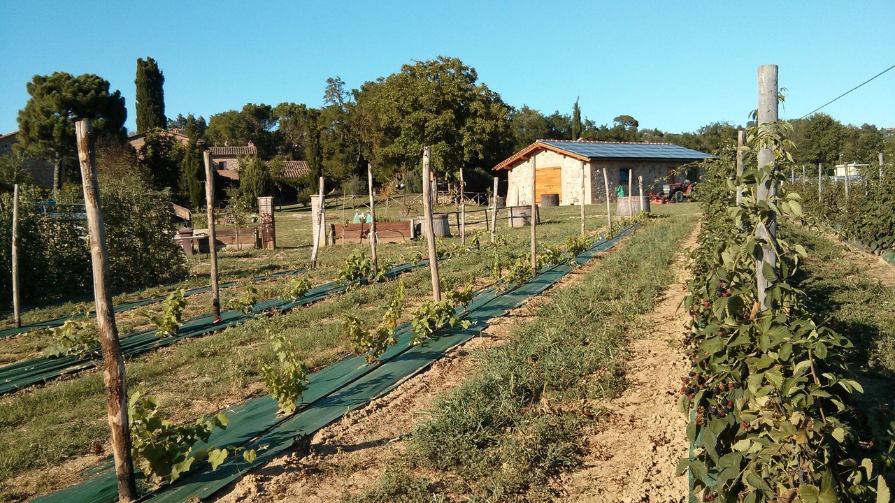Photo of Others in Monteleone d'Orvieto