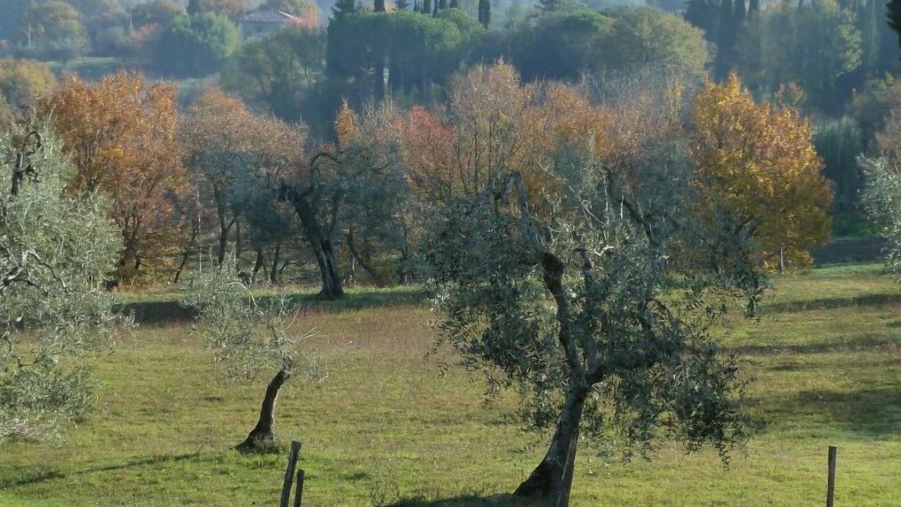 Photo of Outdoor in Cetona