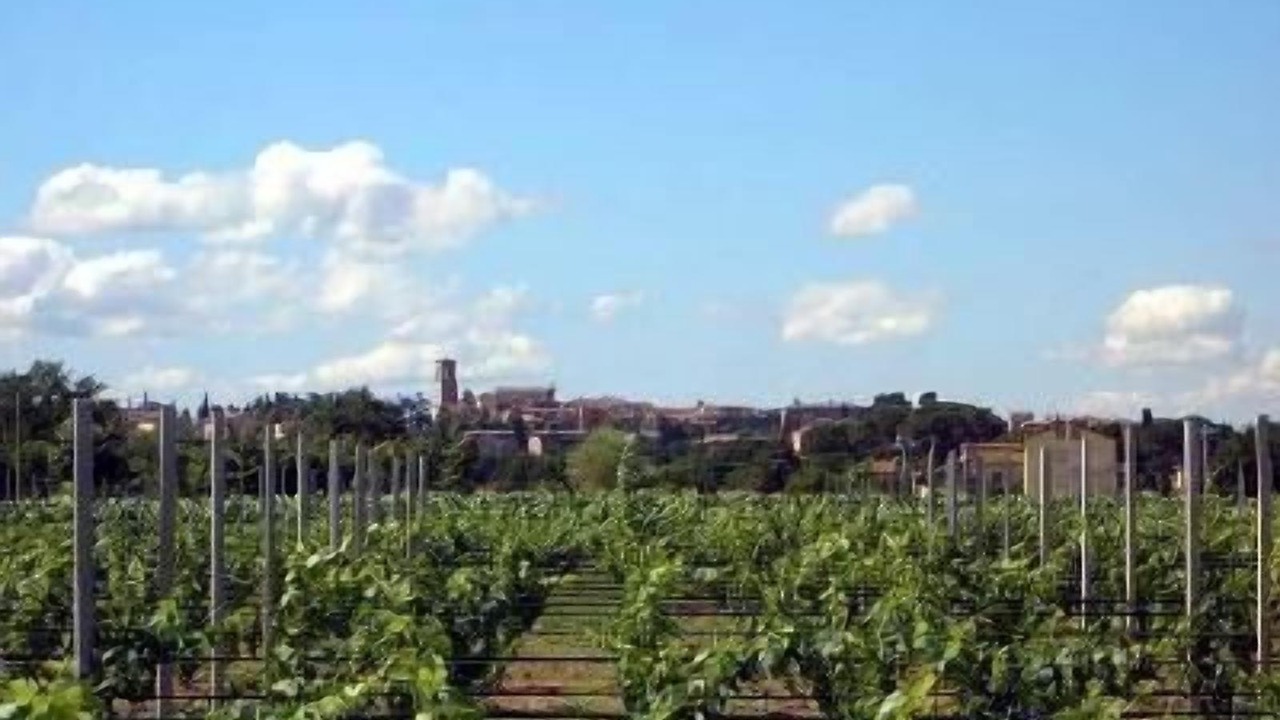 Photo of Outdoor in Torgiano