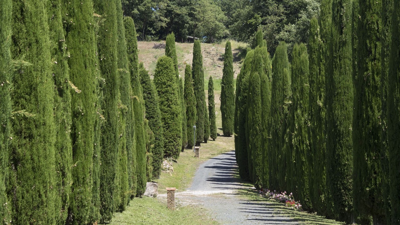 Photo of Others in San Gimignano