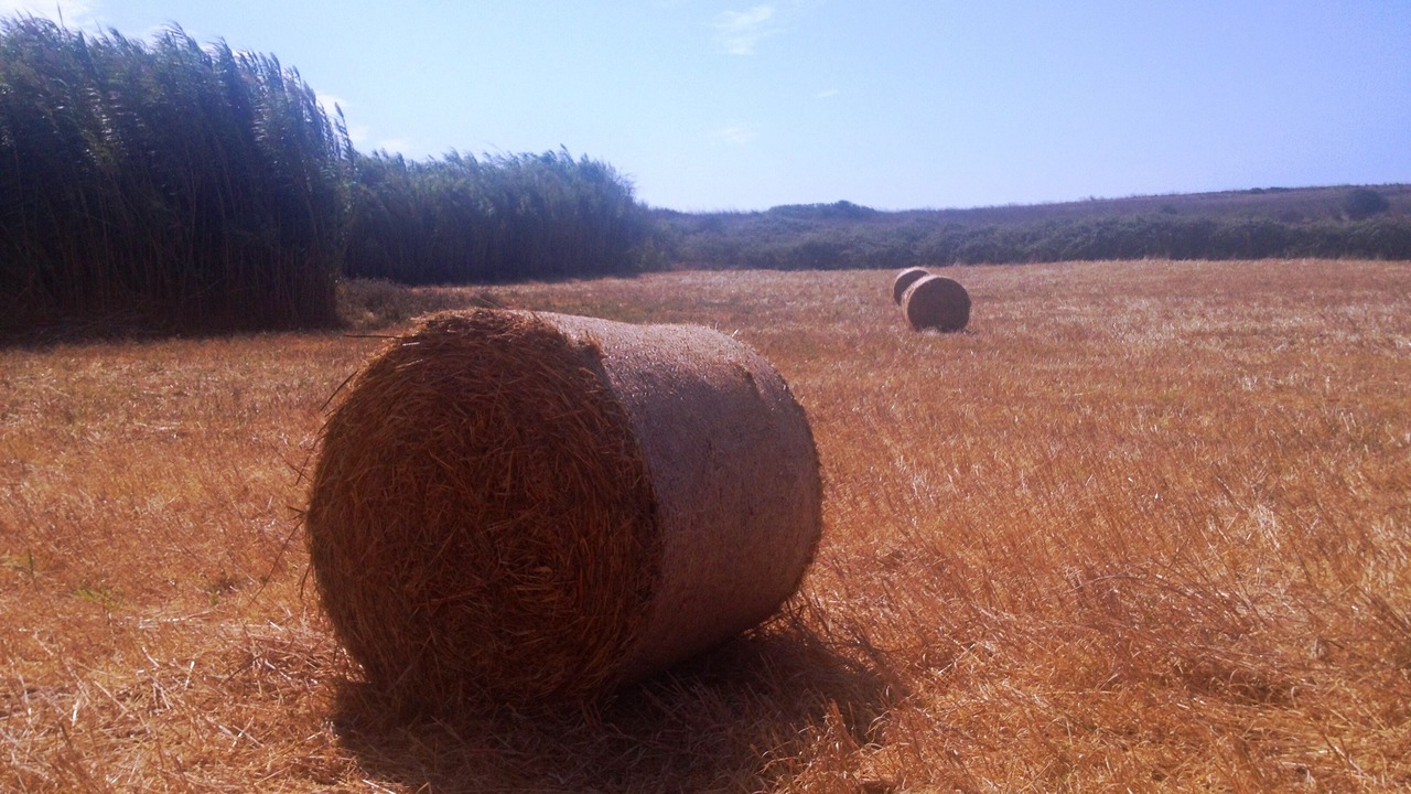 Photo of Others in Vila do Bispo