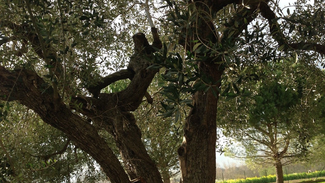 Photo of Others in Collecorvino