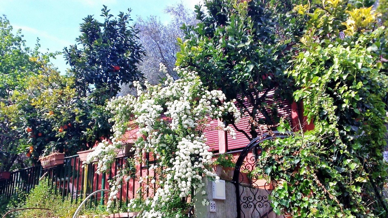 Photo of Outdoor in Zoagli